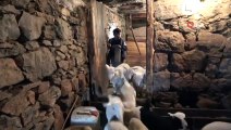 Boyundan Büyük Koyunlara Çobanlık Yapıyor