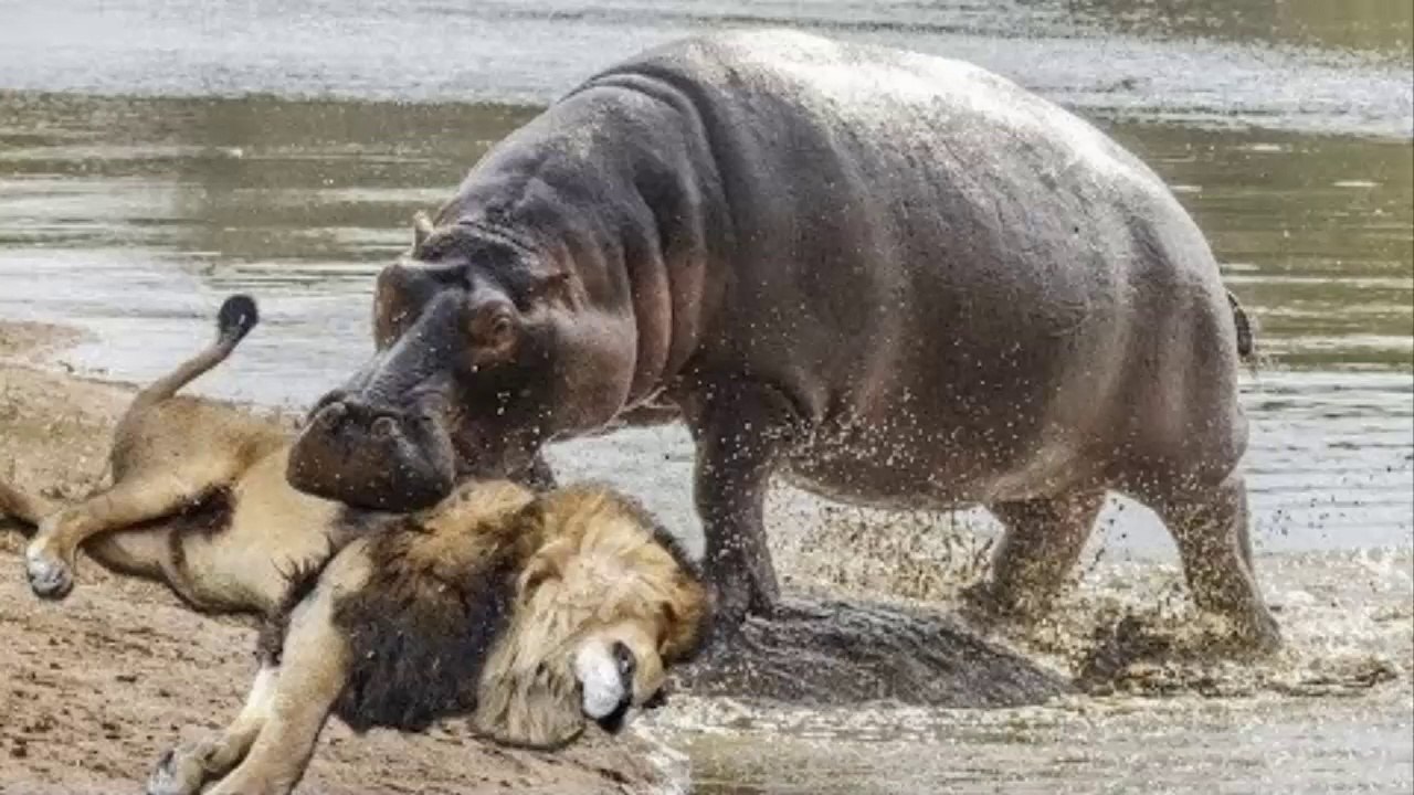 Amazing Lion vs Hippo Real Fight Animals Attack. Leon vs Hipopotamo