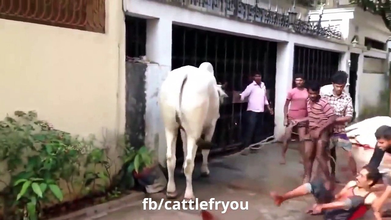 Funny video
