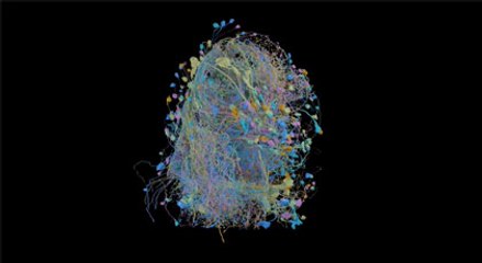 Beyin bağlantılarını inceleyen en büyük ve ayrıntılı harita yayınlandı