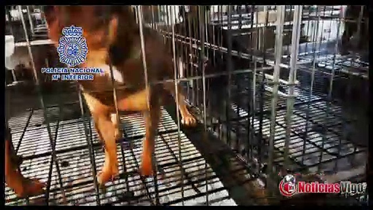 A Policía Nacional desmantela dous criadeiros ilegais de chihuahuas e rescata 270 cans