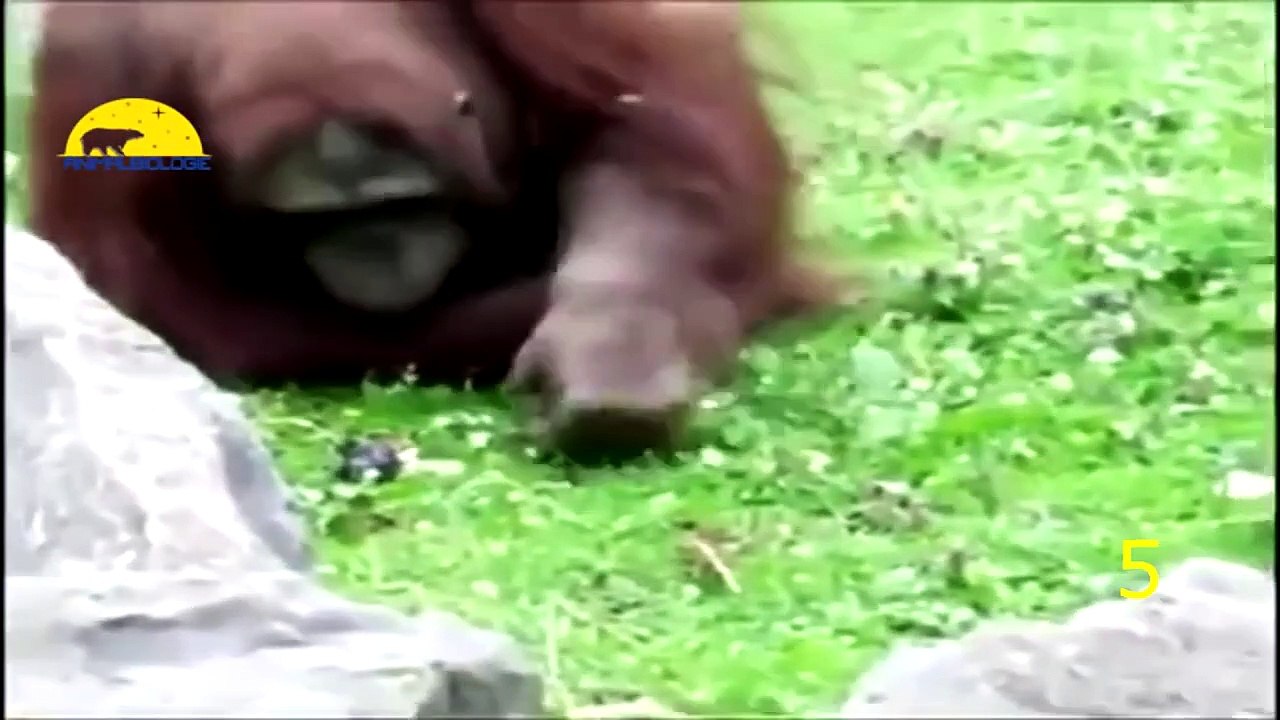 Amazing!!_Animal_Saves_Another_Animal_|_Animal_Heroes_(Lesson_for_humanity)_HD(720p)