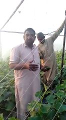 Non Seasonal Vegetables Growing by Farmers