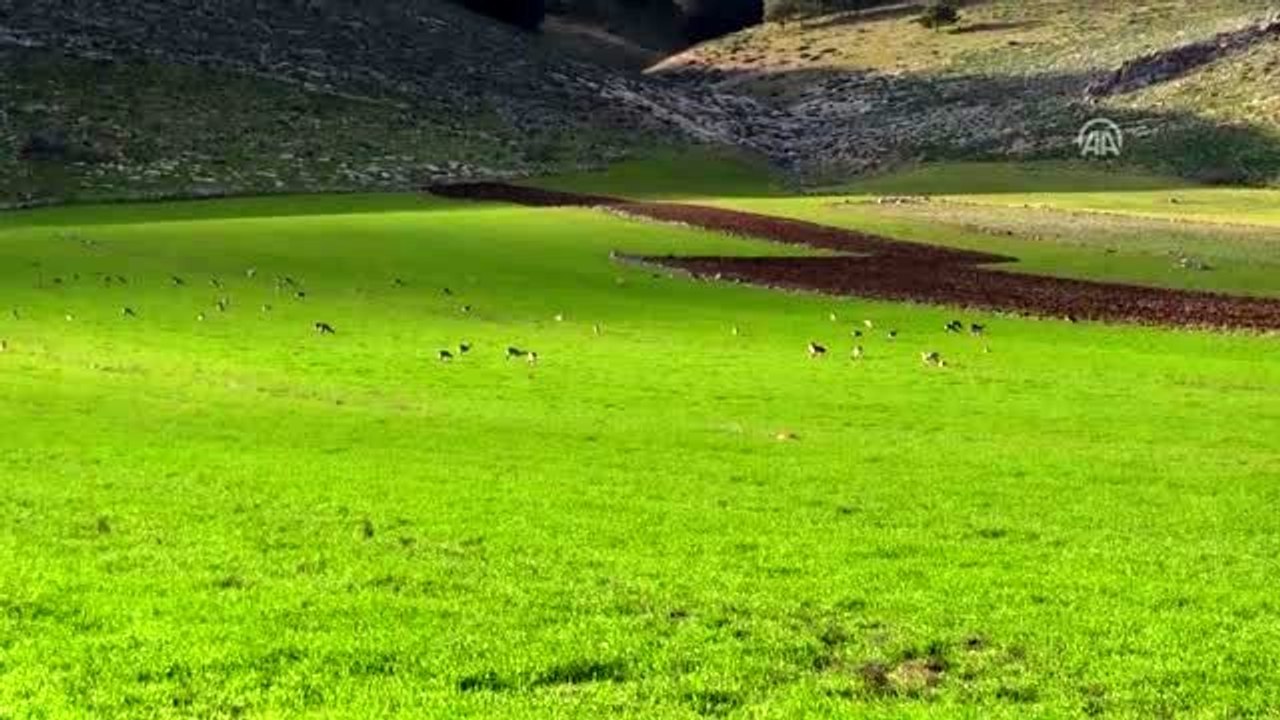 Hatay'da "gazella gazella" popülasyonunda artış