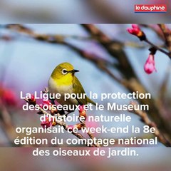 Le déclin des petits oiseaux dans nos jardins