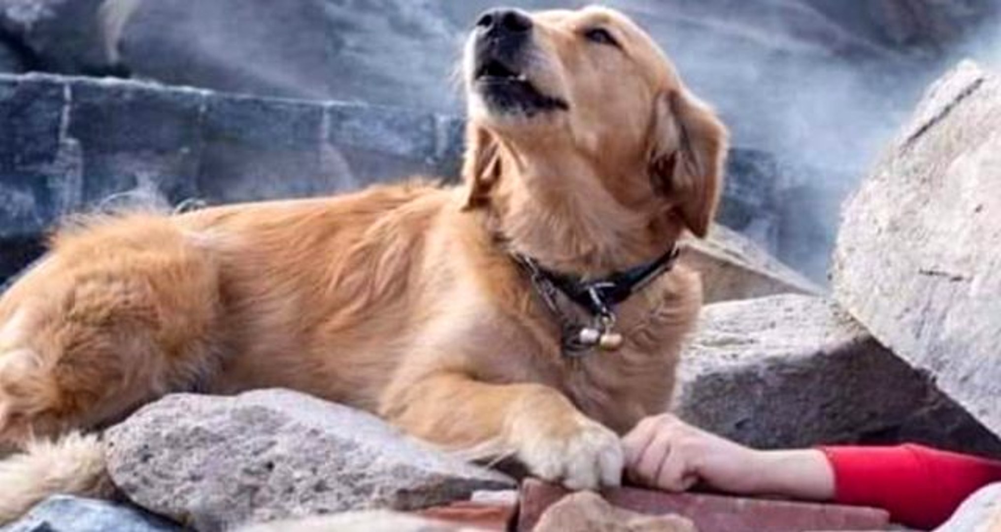 Enkaz başında bekleyen köpeğin, acı bekleyişi yürekleri dağladı -  Dailymotion Video