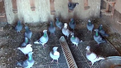 Evinde beslediği posta güvercinlerini yarışlara hazırlıyor