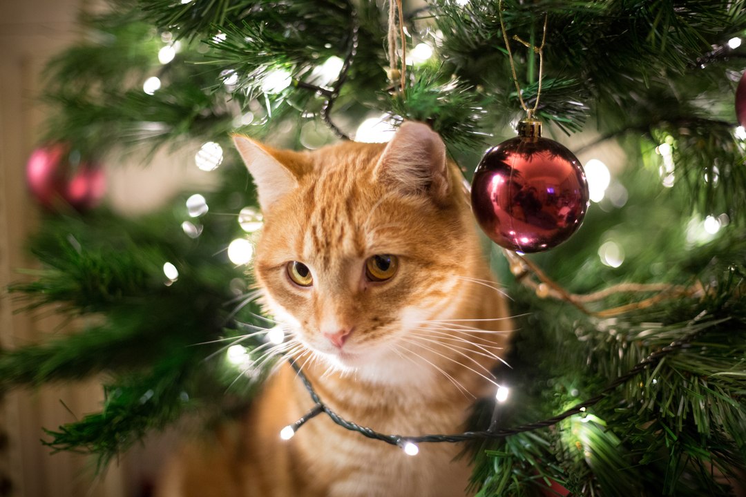 Comment éviter que son chat saute dans le sapin de Noël