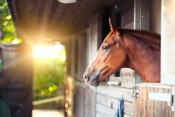 Mon cheval est il dans l'inconfort dans un box
