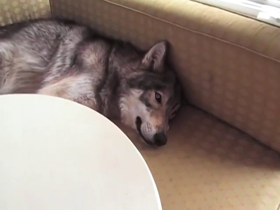 Elle vit avec un loup dans la maison