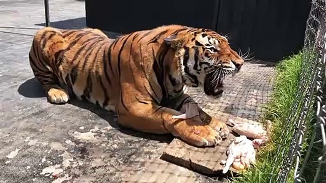 Ne pas déranger un tigre qui mange