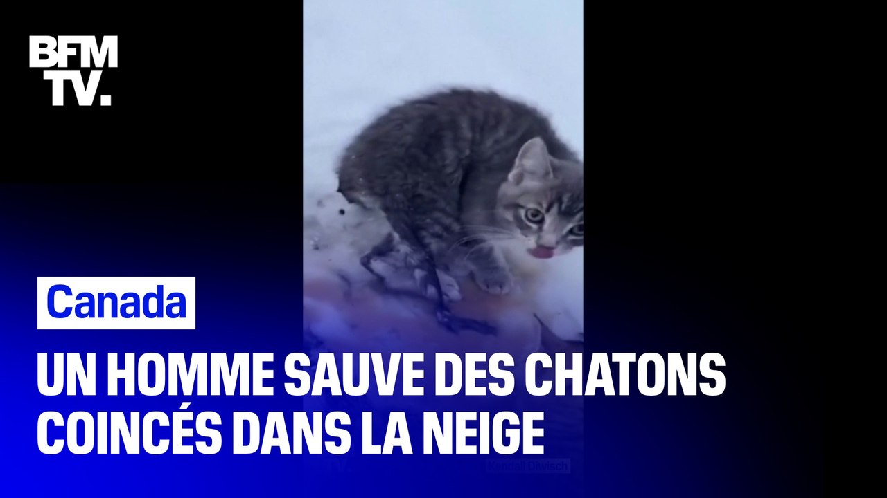 Au Canada, un homme sauve trois chatons gelés grâce à son café