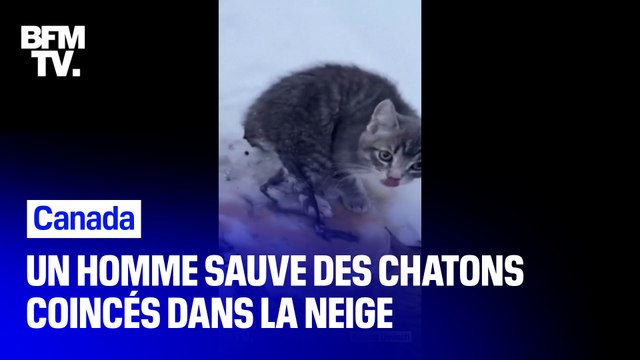 Au Canada, un homme sauve trois chatons gelés grâce à son café