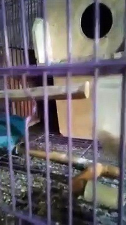 Love Bird vs Rat WWE Steel Cage Match