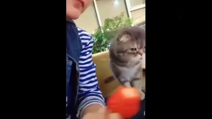Videos De Risa 2020 Nuevos Los Mejores Videos De Risa #34