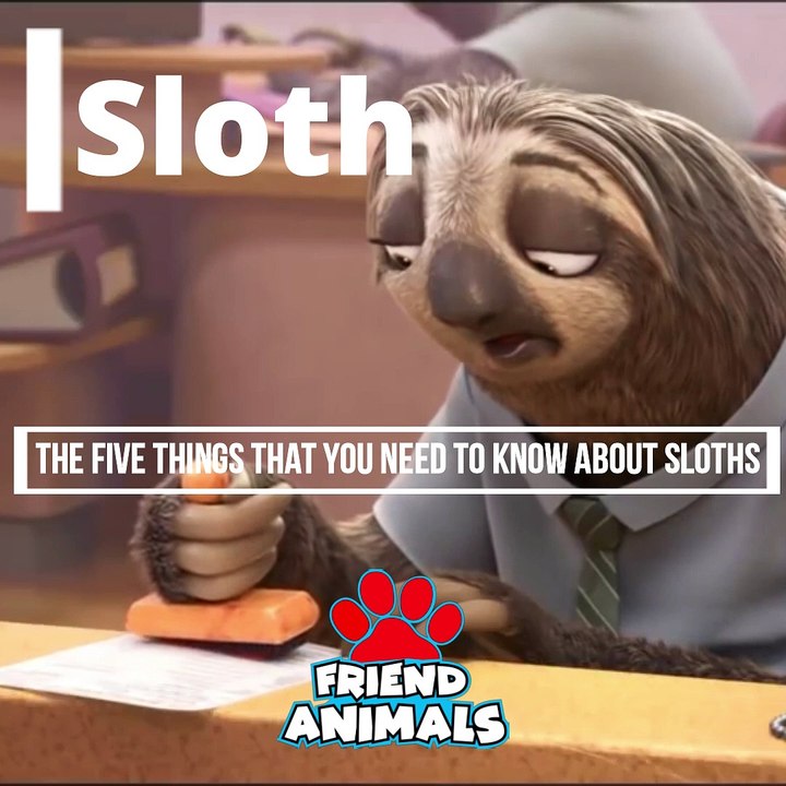 5 Thinks About the Sloths