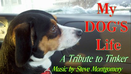 MY DOG'S LIFE - music by Steve Montgomery (A Tribute to my Dog Tinker)