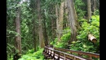 LGE:   Haunted/ Abandoned ~  Hoia Bacui Forest