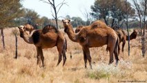 Mas de 10,000 CAMELLOS son sacrificados en AUSTRALIA