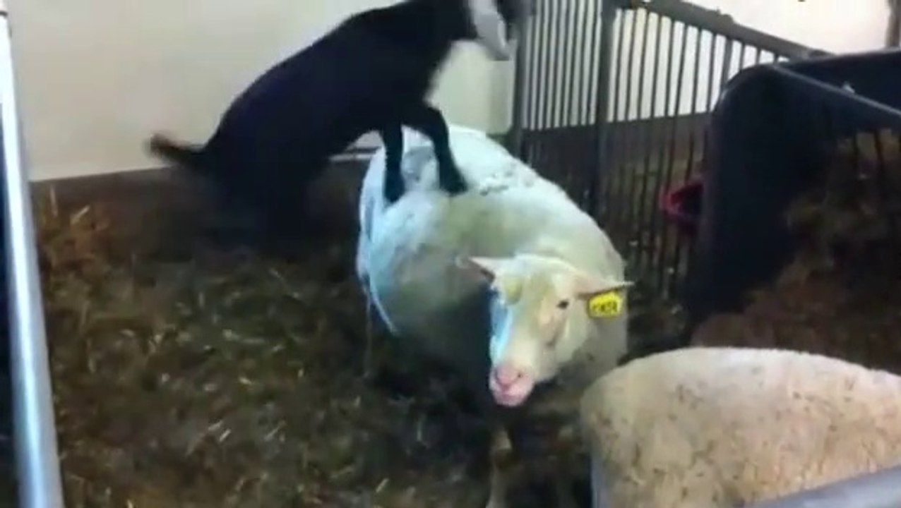 Adorable Cute baby Goats Jumping Compilation || baby Goats  Jumping Compilation Part 01