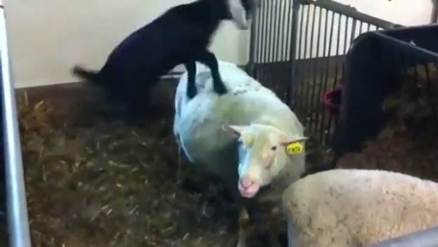 Adorable Cute baby Goats Jumping Compilation || baby Goats Jumping Compilation Part 01