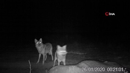 Nevşehir’de fotokapan, kurt sürüsünü görüntüledi