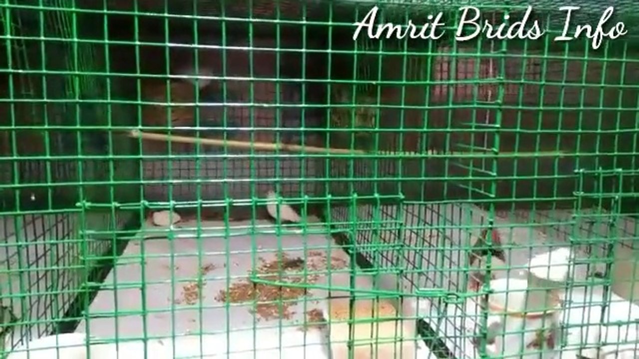 Zebra finch Birds colony Aupdat