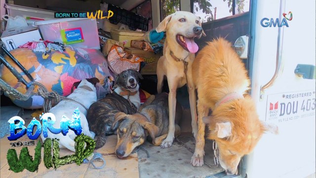 Born to be Wild: Rescuing dogs and cats in San Nicolas, Batangas