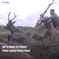 animals save life info world