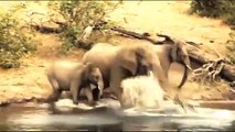 Hero Elephant Save Baby From Crocodile Hunt . Elephant vs Alligator   Aniamals Save Another Animals