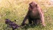 Hero Monkey Save Baby From Crocodile Hunt . Baboons vs Alligator   Aniamals Save Another Animals
