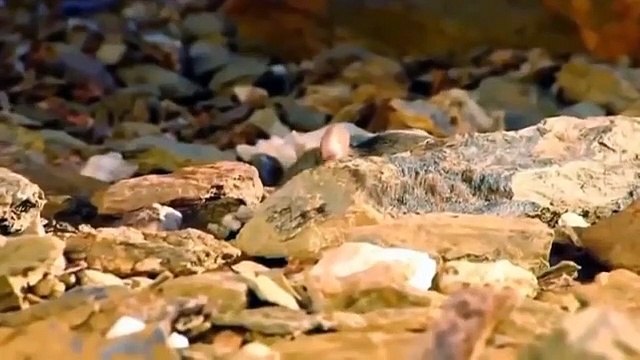 Hero Monkey save Mouse From Snake Python hunting Fail Most Amazing Animals save another Animals