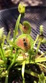 Venus Flytrap Devours Large Wasp