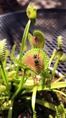 Venus Flytrap Devours Large Wasp