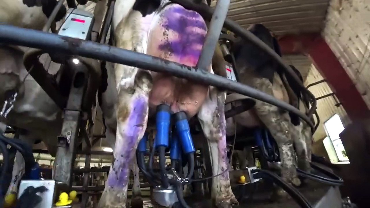 Automatic Cow Silage Feeding Smart Cowshed Hay Bale Farming New Technology Milking Transportation