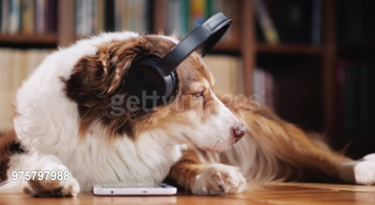 Musik-Playliste für Haustiere
