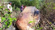 Locals stunned by 40ft long whale carcass washed ashore from the Gulf of Thailand