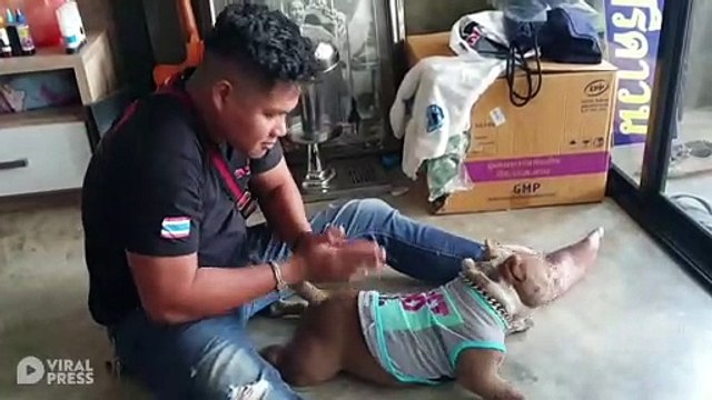 Pit Bull Terrier Has Massage Before Walk