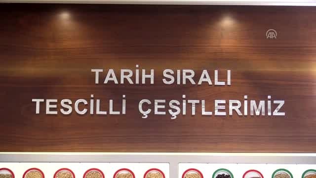 Yerli domates tohumu özellikle kadın çiftçiler için yeniden gün yüzüne çıkarıldı - ESKİŞEHİR