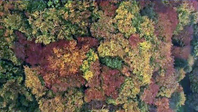 Das geheime Leben der Bäume Film Stream Deutsch / German Online Kostenlos 2020