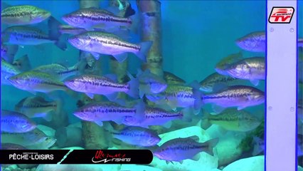 ULTIMATE FISHING - CNPL 2020