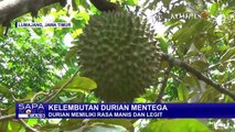 Durian Tebal Manis Legit di Lumajang