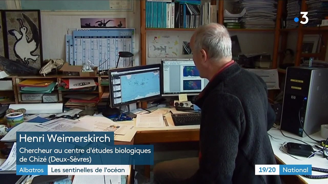 Albatros : les sentinelles de l'océan