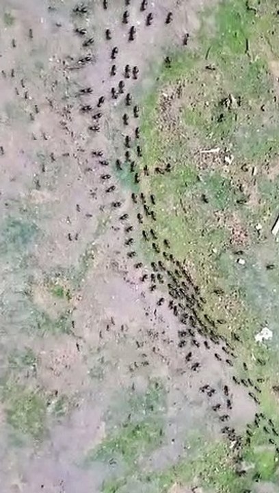 L'organisation des termites face aux fourmis... comme à l'armée