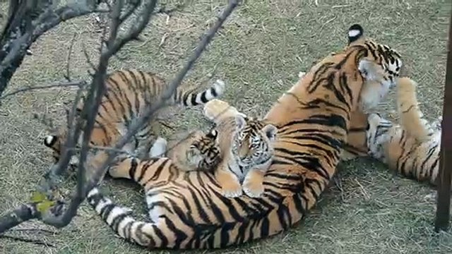 Moment de tendresse entre cette maman tigre et ses 4 tigrons