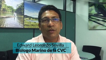 Graban a un elefante marino en zona rural de Buenaventura