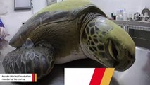 Rescued Green Turtle Pooped Human Plastic Trash