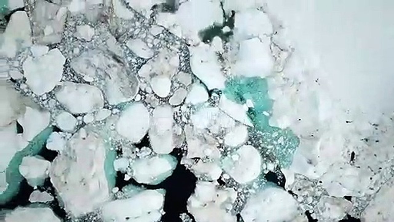 Belles rencontres de 2019 : Les Baleines au Groenland par Philip Plisson