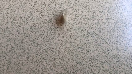 Shining Shimmering Coins! (1-2020): 50 Ban 2005 Moldova  (Coin #4)