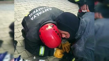 Depremzede kediye Antalya Büyükşehir Belediyesi sahip çıktı